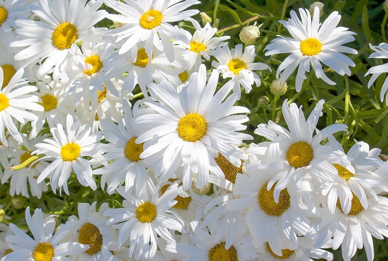 Jastrun właściwy (Leucanthemum vulgare) Jastrun właściwy (Leucanthemum vulgare)