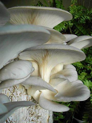 Boczniak łatwo daje plony w uprawie amatorskiej Boczniak łatwo daje plony w uprawie amatorskiej