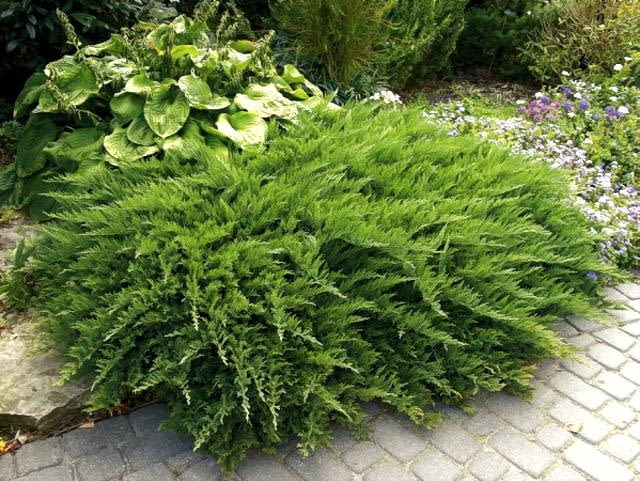 Jałowiec sabiński DO JEDNORAZOWEJ PUBLIKACJI IGLAKI JALOWIEC SABINSKI JUNIPERUS SABINA ODMIANA TAMARISCIFOLIA KRZEW IGLASTY FOT. JAN WIDAJ PUBLIKACJA OGRODY NR 12 (56) - 12.2003