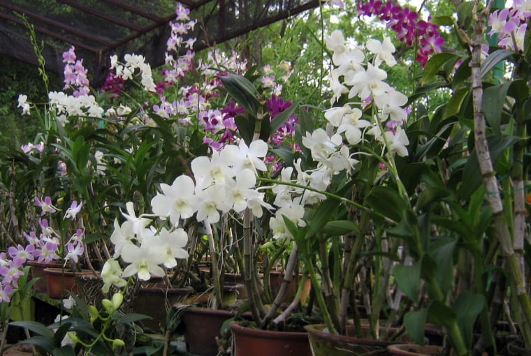 Storczyki najlepiej się czują w przydomowych oranżeriach, gdzie panuje duża wilgotność powietrza.