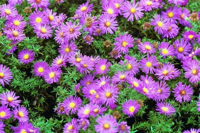 Aster nowobelgijski 21.09.2000 WARSZAWA - OGROD BOTANICZNY - JESIEN ASTER NOWOBELGIJSKI