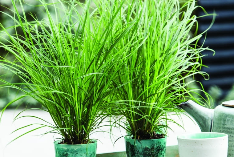 Turzyca brunatna Turzyca brunatna