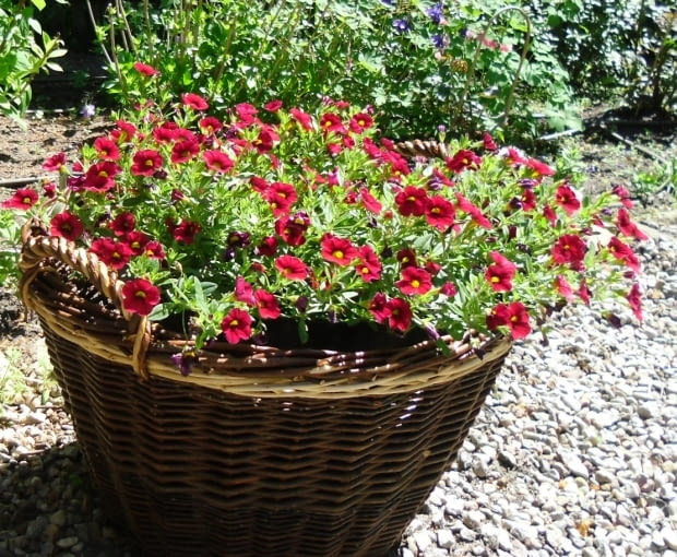 Calibrachoa to kuzynka petunii i surfinii. Ma mnóstwo małych dzwoneczków. Jest wytrzymała na trudne warunki Calibrachoa to kuzynka petunii i surfinii. Ma mnóstwo małych dzwoneczków. Jest wytrzymała na trudne warunki