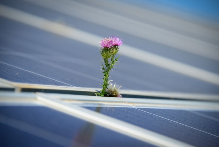 Energia odnawialna i natura w harmonii - przykład farmy słonecznej BayWa r.e. w Hiszpanii