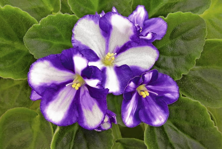 Fiołek afrykański ''Sharon' Fiołek afrykański ''Sharon'