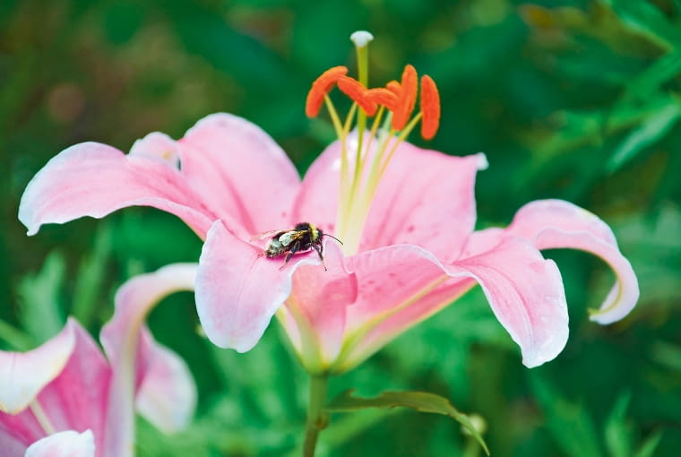 Lilia orientalna (Lilium oriental) Lilia orientalna (Lilium oriental)