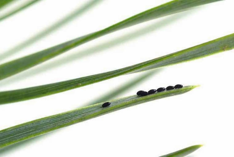 Jaja mszyc na igłach sosny Jaja mszyc na igłach sosny