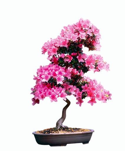 Azalia japońska AZALIA INDYJSKA AZALEA INDICA. ROSLINA DONICZKOWA. BONSAI