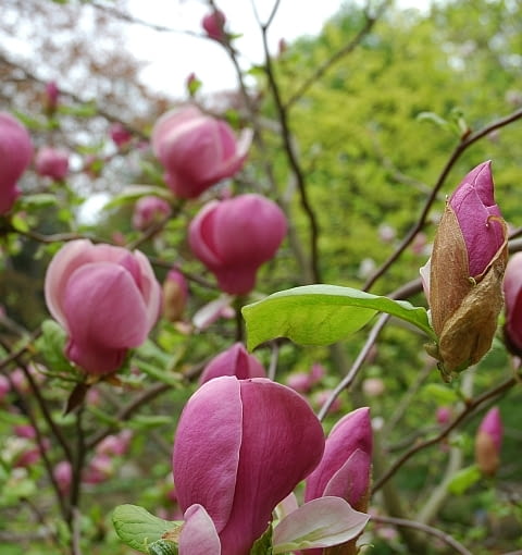 Magnolia Soulangeana 'Lennei'