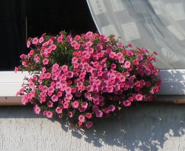 Calibrachoa to kuzynka petunii i surfinii. Ma mnóstwo małych dzwoneczków. Jest wytrzymała na trudne warunki Calibrachoa to kuzynka petunii i surfinii. Ma mnóstwo małych dzwoneczków. Jest wytrzymała na trudne warunki