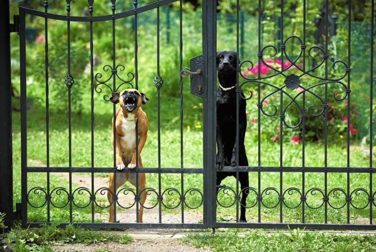 Groźny pies sąsiada. Psy mają pilnować domu, ale ich nieustanne głośne szczekanie przeszkadza sąsiadom. Właściciele powinni to sobie uświadomić
