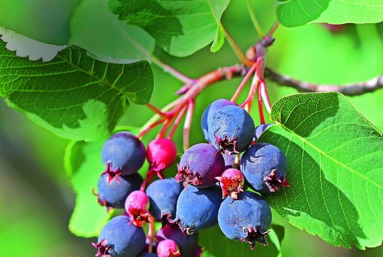 Świdośliwa Starover Sibiriak shutterstock