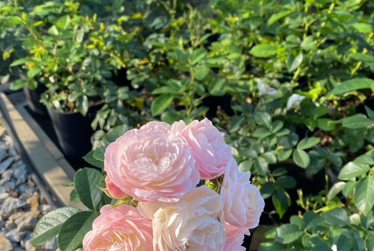 róża ‘Bouquet Parfait’ róża ‘Bouquet Parfait’