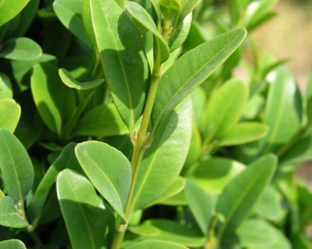 Bukszpan wieczniezielony (Buxus sempervirens) Bukszpan wieczniezielony (Buxus sempervirens)