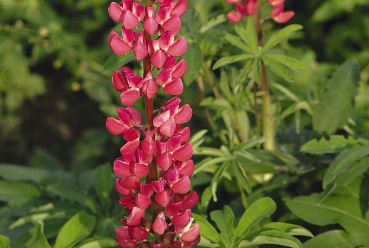 ŁUBIN 'MY CASTLE' ŁUBIN 'MY CASTLE'