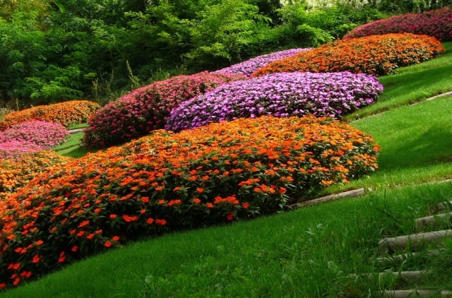 Niecierpek Sunpatiens