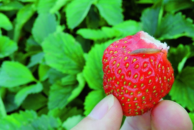 Ślimak zjadający owoc. Ślimak zjadający owoc.