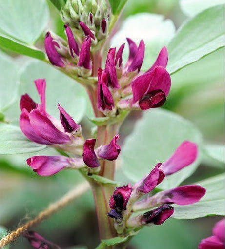 Crimson flowered Broad Bean (Vicia faba) in May, Norfolk, England