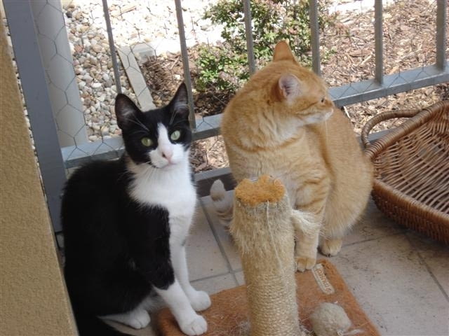 Drapak dla kota na balkonie Drapak dla kota na balkonie