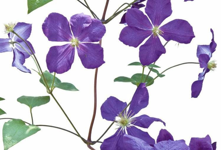 SADZONKI POWOJNIKA przycięte nisko lepiej się rozkrzewią.