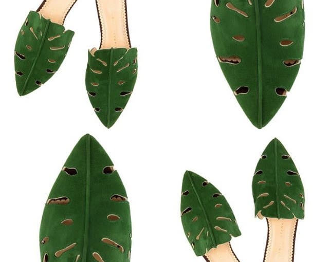 Monstera Monstera