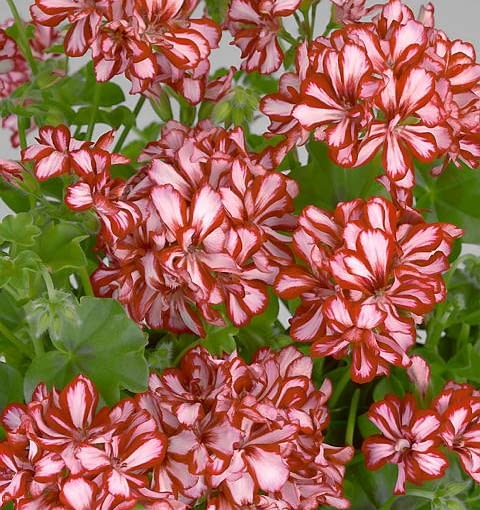 Pelargonia bluszczolistna 'Lollipop Red' (Pelargonium hederifolium), Vitroflora. Wyróżnia się karminowym obrzeżeniem różowych płatków. Mocno się krzewi. Pelargonia bluszczolistna 'Lollipop Red' (Pelargonium hederifolium), Vitroflora. Wyróżnia się karminowym obrzeżeniem różowych płatków. Mocno się krzewi.