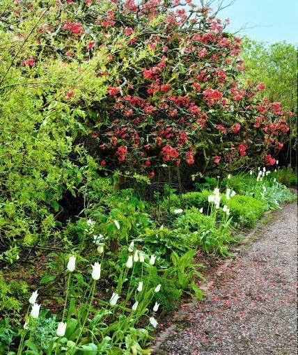Pigwowiec Cothay Manor Garden (Somerset) in spring (Robb) Old Chaenomeles bush,(PR available) SLOWA KLUCZOWE: Blume Bl´te Bl´tenblatt Chaenomeles Florales Fr´hling Quitte bl´hen bl´hend floral gebl´mt in Bl´te rot wachsen Hochformat