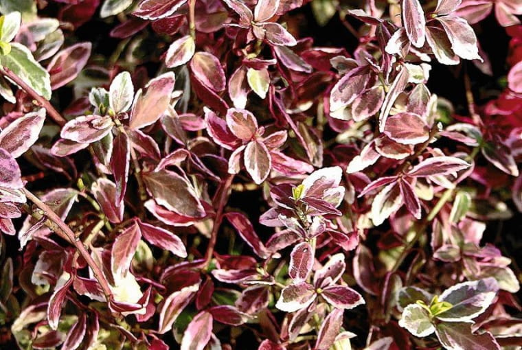 ZACZERWIENIENIE LIŚCI trzmieliny Fortune'a to reakcja obronna rośliny ONE TIME USE ONLY DO JEDNOKROTNEJ PUBLIKACJI ROSLINY TRZMIELINA FORTUNEA FOT. AGNIESZKA WASZAK PUBLIKACJA KWIETNIK NR 12 (144) - 12 2006 SLOWA KLUCZOWE: ROSLINY