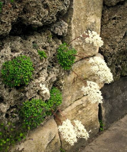 Skalnica liścieniolistna. Rośliny na skalniaki Skalnica liścieniolistna. Rośliny na skalniaki