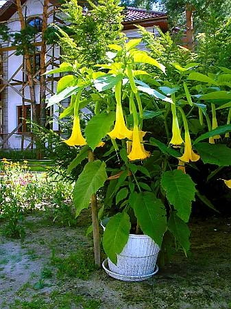 07.08.2003 OTREBUSY OGROD PRYWATNY PANI JANKI ROSLINY POJEMNIKOWE DONICZKOWE DATURA KWIATY FOT PAWEL SLOMCZYNSKI / AGENCJA GAZETA