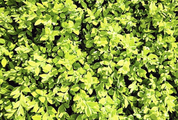 Bukszpan wieczniezielony Bukszpan wieczniezielony