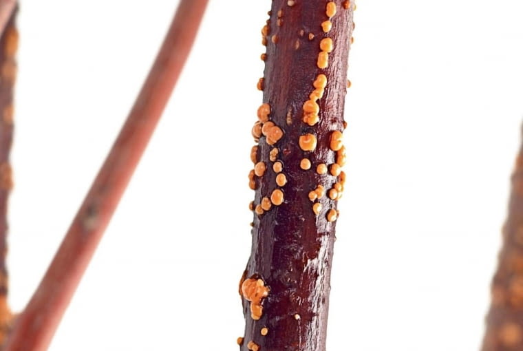 KONICA MINOLTA DIGITAL CAMERA8BIM%I]:[e!8BIM:!printOutputPstSboolInteenumInteClrmprintSixteenBitboolprinterNameTEXTHP Designjet 500 42 by HPprintProofSetupObjcUstawienie prbyproofSetupBltnenumbuiltinProofproofCMYK8BIM;