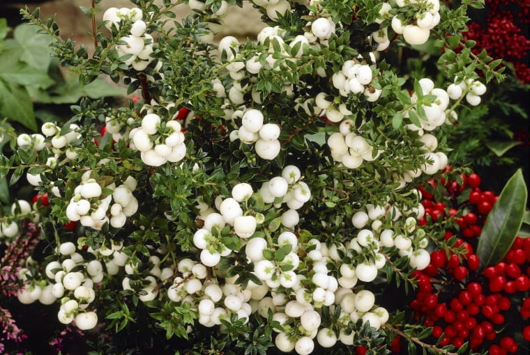 Gaultheria mucronata SLOWA KLUCZOWE: Beere Busch Close Up essbar Frucht Gaultheria Gaultheria mucronata Nahaufnahme Scheinbeere Strauch Zierstrauch Hochformat