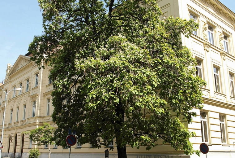 Surmia okazała OLYMPUS DIGITAL CAMERA