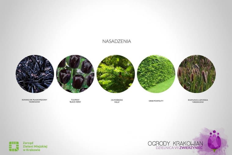 Projekt parku kieszonkowego na Zwierzyńcu Projekt parku kieszonkowego na Zwierzyńcu