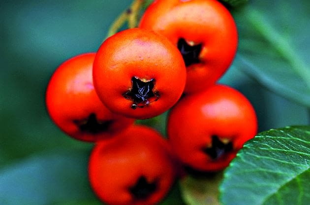 Kolorowe owoce ogników utrzymują się na krzewach również podczas zimowych miesięcy Kolorowe owoce ogników utrzymują się na krzewach również podczas zimowych miesięcy