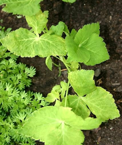 mitsuba (Cryptotaaenia jaaponica) mitsuba (Cryptotaaenia jaaponica)