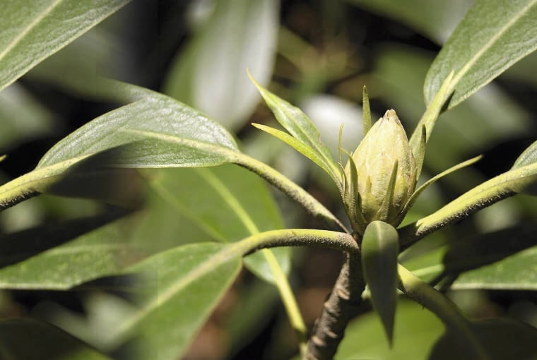 Pąkom różanecznika zagraża nie tylko przemarznięcie, ale także przesuszenie.
