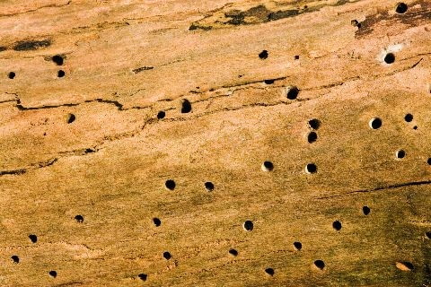 Niechciani lokatorzy w drewnie Niechciani lokatorzy w drewnie