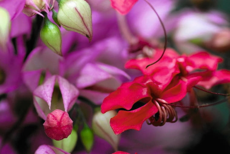 C. trichotomum C. trichotomum