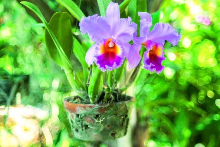 Katleja chętnie kwitnie, gdy nocą stoi w chłodnym miejscu, a w dzień w cieplejszym o ok. 10°C.