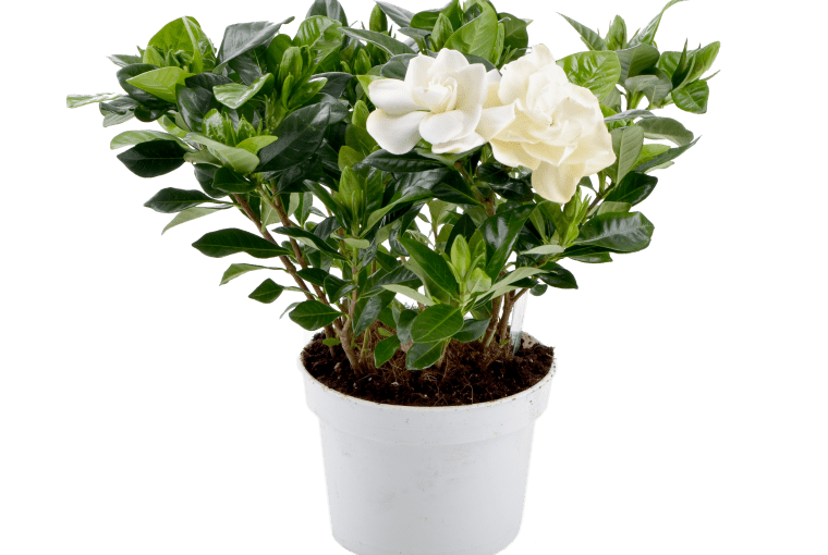 Gardenia Jasminoides W30 cm