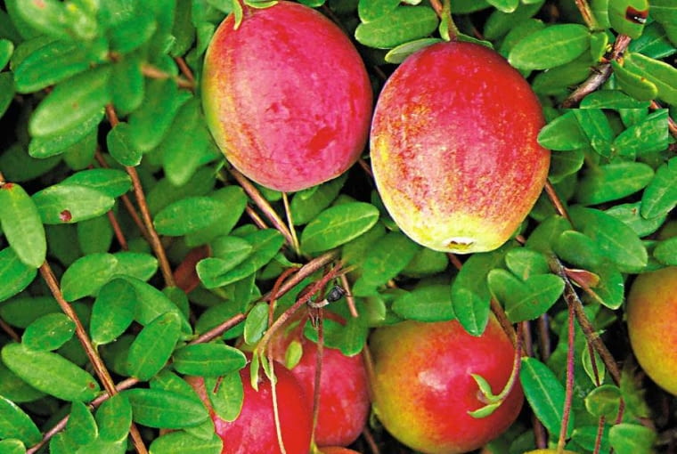 Poletko żurawiny Poletko żurawiny