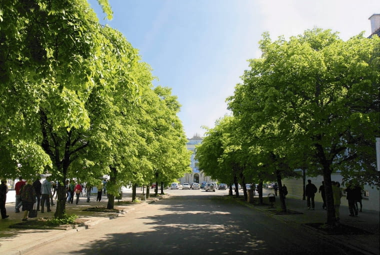 Lipowa aleja na terenie Uniwersytetu Warszawskiego tworzy uroczy, przyjazny klimat 15.05.2008 WARSZAWA KRAKOWSKIE PRZEDMIESCIE UNIWERSYTET WARSZAWAWSKI ( UW ) - OGRODY ROSLINNOSC NZ ALEJA LIPOWA FOT. WOJCIECH SURDZIEL / AGENCJA GAZETA PUBLIKACJA OGRODY NR 3 (119) - 3 2009 SLOWA KLUCZOWE: OGRODY DRZEWA EDUKACJA PARKI ZDJĘCIE DO WKŁADKI: PUBLIKACJA OGRODY NR 3 (119) - CZASOPISMA