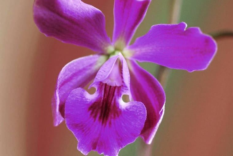 Jęzatka - odmiana jednobarwna. 29.07.2005 WARSZAWA DLA MIESIECZNIKA KWIETNIK KWIATY ROSLINY WE WNETRZU STORCZYKI STORCZYK ORCHIDEA ORCHIDEE ROSLINA DONICZKOWA DONICZKOWE ZYGOPETALUM STYLIZACJA: ANETA KOSIBA FOT. LUKASZ ZANDECKI / AGENCJA GAZETA PUBLIKACJA KWIETNIK NR 10 (130) - 10.2005 SLOWA KLUCZOWE: KWIATY ROSLINY ZDJĘCIE DO WKŁADKI: PUBLIKACJA KWIETNIK NR 10 (130) - CZASOPISMA