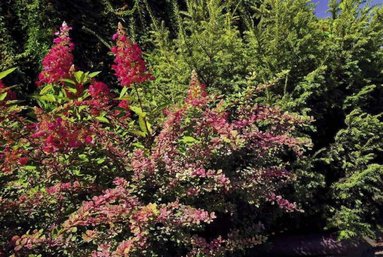 BERBERYS THUNBERGA 'ROSE GLOW' dobrze komponuje się z hortensją bukietową. Latem kontrastują ze sobą, a jesienią przybierają podobne barwy BERBERYS THUNBERGA 'ROSE GLOW' dobrze komponuje się z hortensją bukietową. Latem kontrastują ze sobą, a jesienią przybierają podobne barwy