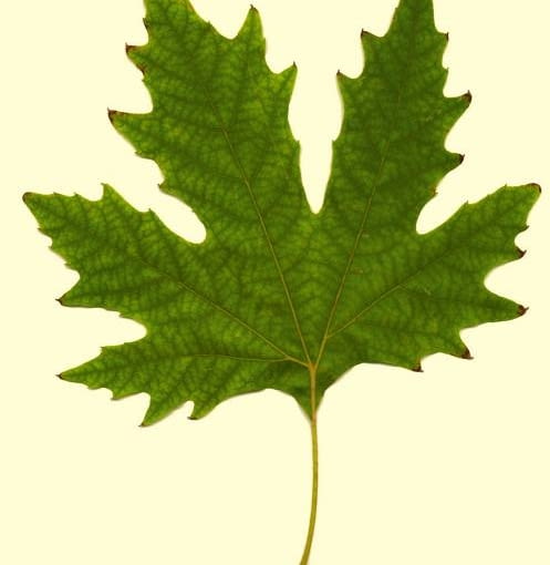 Liść Platanu Liść Platanu