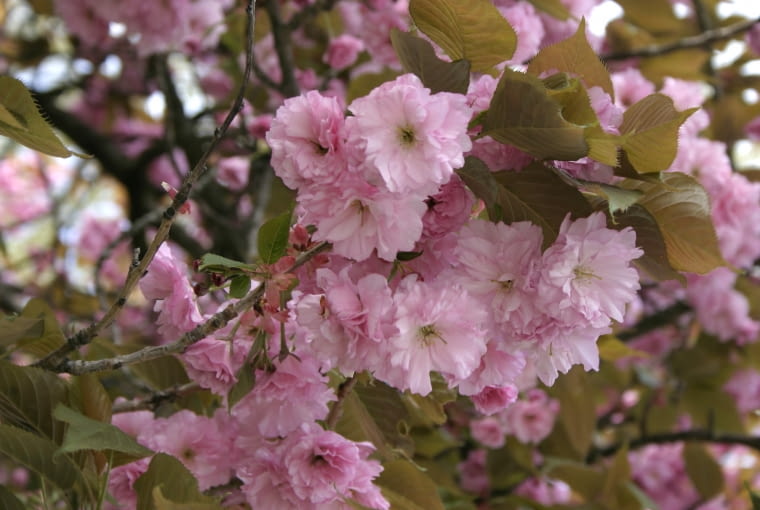 Wiśnia piłkowana (Prunus serrulata) 'Kanzan' ma różowe kwiaty Wiśnia piłkowana (Prunus serrulata) 'Kanzan' ma różowe kwiaty
