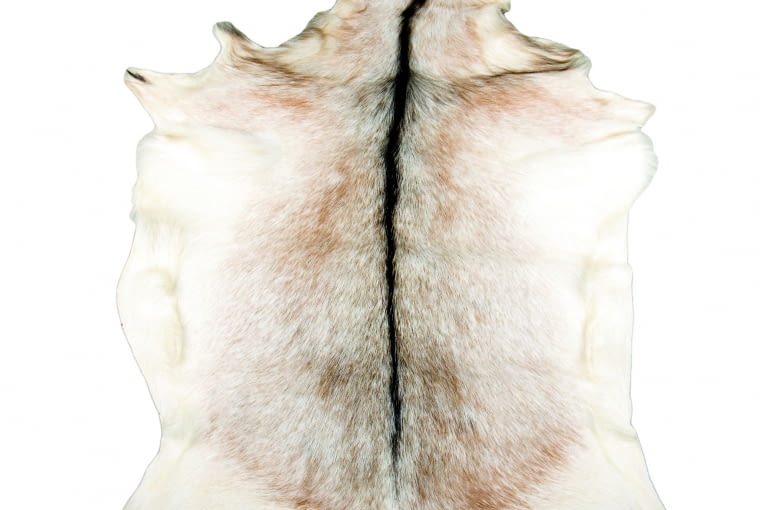 Skóra kozia Gie Eel, 359 zł, ploneres.pl