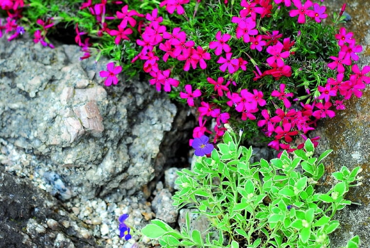 Goździk miniaturowy Goździk miniaturowy